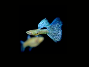 pecespormayor-guppy-blue-lace-pareja1 GUPPY BLUE LACE PAREJA