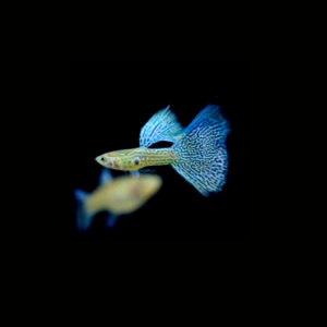 GUPPY BLUE LACE PAREJA