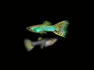 pecespormayor-guppy-cobra-yellow-green-pareja1 GUPPY COBRA YELLOW GREEN PAREJA
