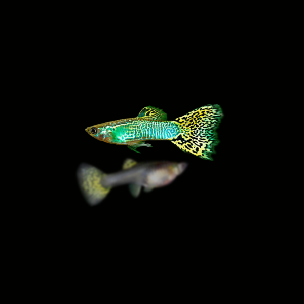 pecespormayor-guppy-cobra-yellow-green-pareja1 GUPPY COBRA YELLOW GREEN PAREJA