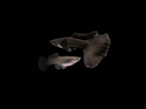 pecespormayor-guppy-full-black-pareja1 GUPPY FULL BLACK PAREJA
