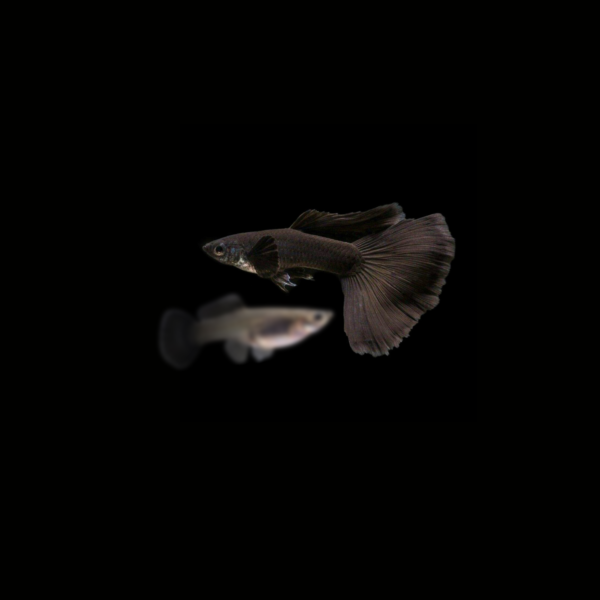 pecespormayor-guppy-full-black-pareja1 GUPPY FULL BLACK PAREJA
