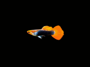 pecespormayor-guppy-koi-tuxedo-macho1 GUPPY KOI TUXEDO MACHO