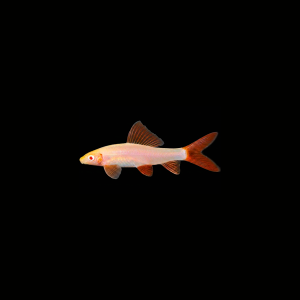 pecespormayor-labeo-arcoiris-albino1 LABEO ARCOIRIS ALBINO