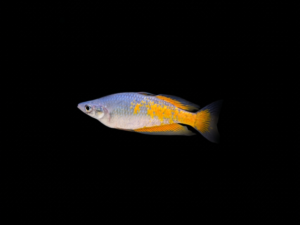 pecespormayor-parkinsons-rainbowfish PARKINSON'S RAINBOWFISH