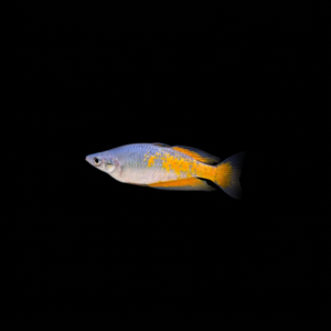 PARKINSON'S RAINBOWFISH