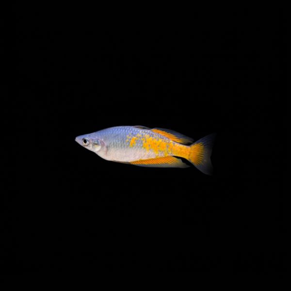 pecespormayor-parkinsons-rainbowfish PARKINSON'S RAINBOWFISH