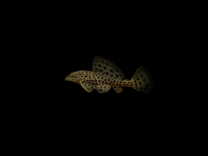 PLECO RANGER