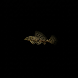 PLECO RANGER
