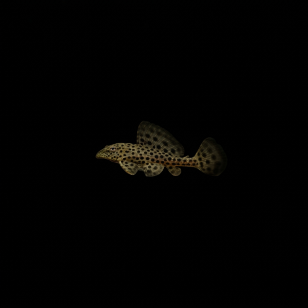 PLECO RANGER