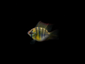 RAMIREZI GERMAN BLUE BALÓN