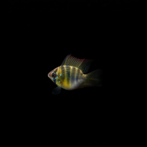 RAMIREZI GERMAN BLUE BALÓN