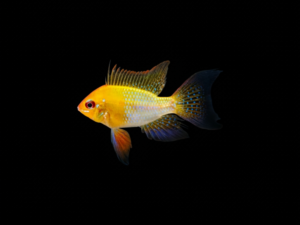 RAMIREZI GOLDEN SOLID BLUE VELO