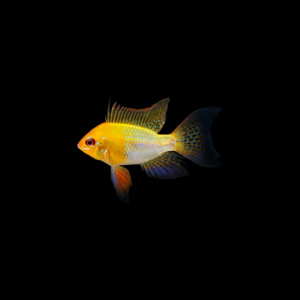 RAMIREZI GOLDEN SOLID BLUE VELO