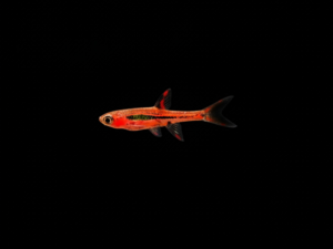 RASBORA MOSQUITO