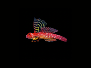RUBY RED DRAGONET