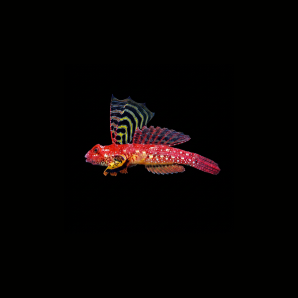 pecespormayor-ruby-red-dragonet2-2 RUBY RED DRAGONET