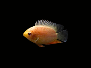 SEVERUM RED SPOT