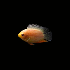 SEVERUM RED SPOT