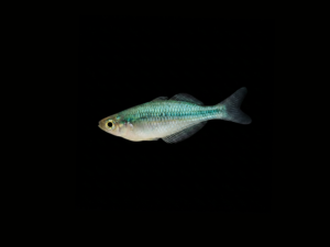 TURQUOISE RAINBOWFISH
