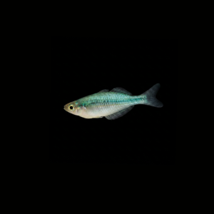TURQUOISE RAINBOWFISH