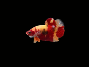 BETTA HMPK KOI NEMO MACHO1 BETTA HALFMOON PLAKAT KOI NEMO MACHO