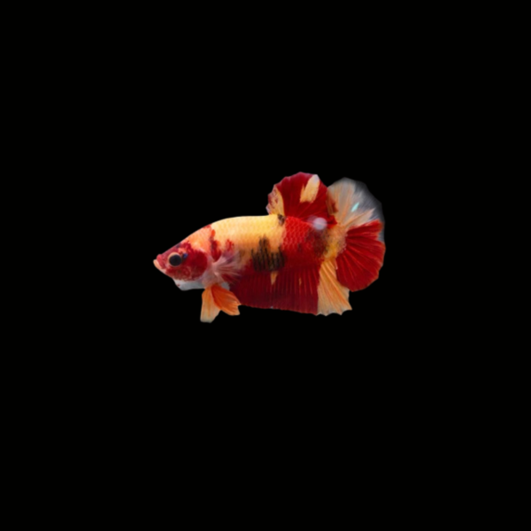 BETTA HMPK KOI NEMO MACHO1 BETTA HALFMOON PLAKAT KOI NEMO MACHO