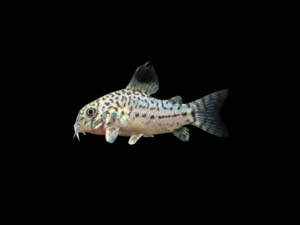 CORYDORA JULII