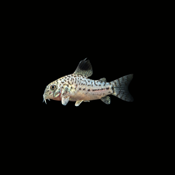 CORYDORA JULII1 CORYDORA JULII