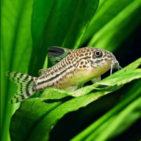 CORYDORA JULII2 CORYDORA JULII
