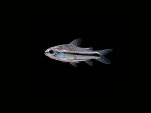 CORYDORA PIGMEA