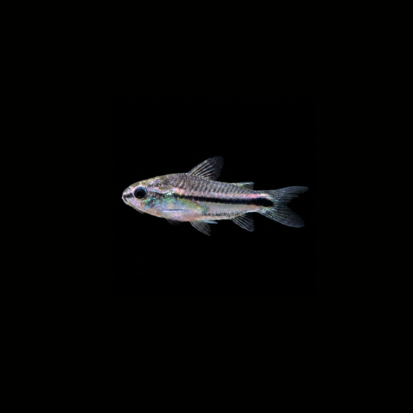 CORYDORA PIGMEA1 CORYDORA PIGMEA