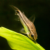 CORYDORA PIGMEA2 CORYDORA PIGMEA