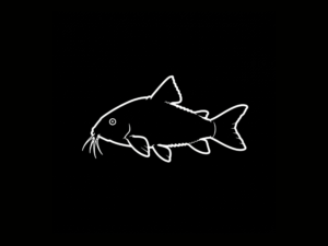 CORYDORAS INTERNACIÓN