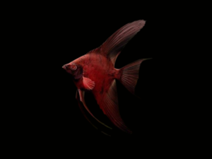 ESCALAR RED DRAGON