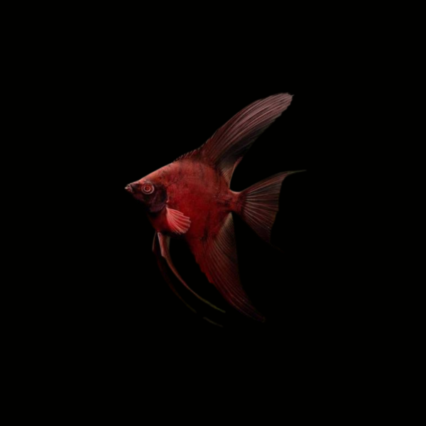 ESCALAR RED DRAGON1 ESCALAR RED DRAGON