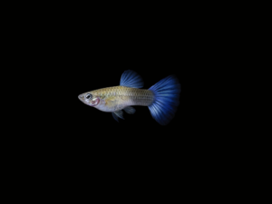 GUPPY BLUE LACE HEMBRA1 GUPPY BLUE LACE HEMBRA