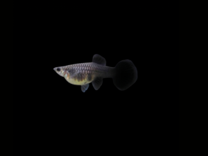GUPPY FULL BLACK HEMBRA1 GUPPY FULL BLACK HEMBRA