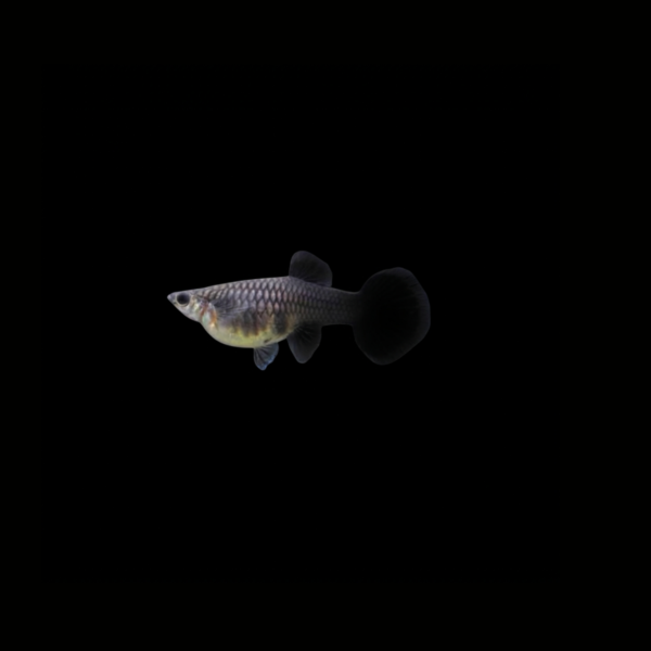 GUPPY FULL BLACK HEMBRA1 GUPPY FULL BLACK HEMBRA