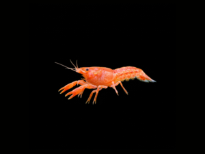 LANGOSTA MEXICANA NARANJA