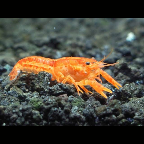 LANGOSTA MEXICANA NARANJA2 LANGOSTA MEXICANA NARANJA