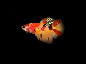 pecespormayor (6) BETTA HALFMOON KOI NEMO HEMBRA