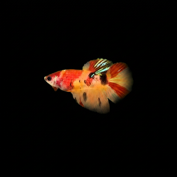 pecespormayor (6) BETTA HALFMOON KOI NEMO HEMBRA